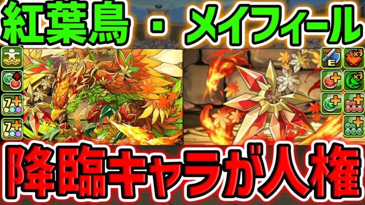 新降臨キャラ「メイフィール」性能解説！交換所が最強！絶対に確保すべきです！【パズドラ】