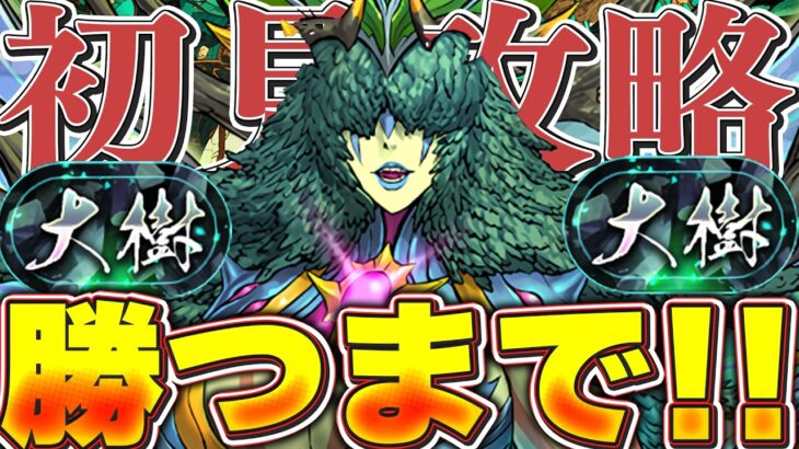 大樹チャレンジが始まるぞ！！初見から勝つまで配信！！【パズドラ配信】＃パズドラ